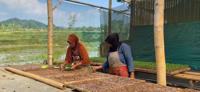 Penyemaian Bibit Pertanian Desa Karangbangun